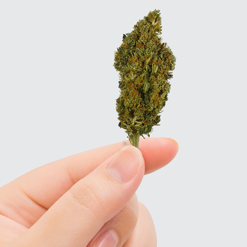Fleur de CBD - SHERBET - CBDelys