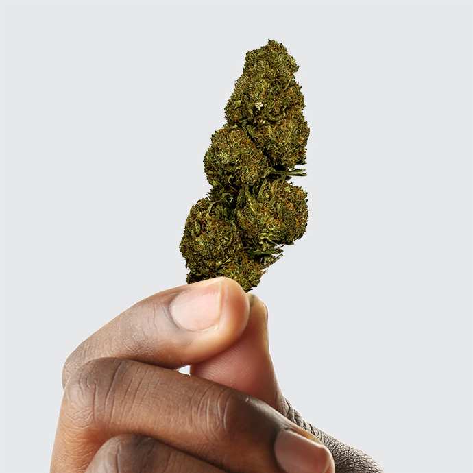 Fleur de CBD - BLUEBERRY – vue principale