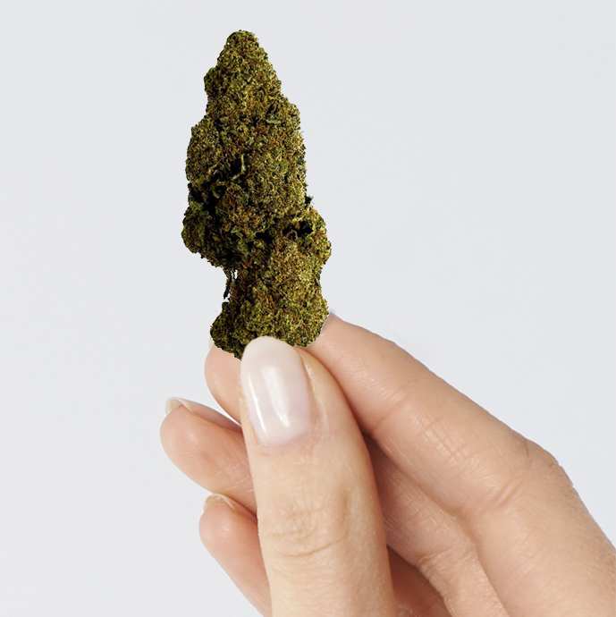 Fleur de CBD - RASPBERRY HAZE – détail 3