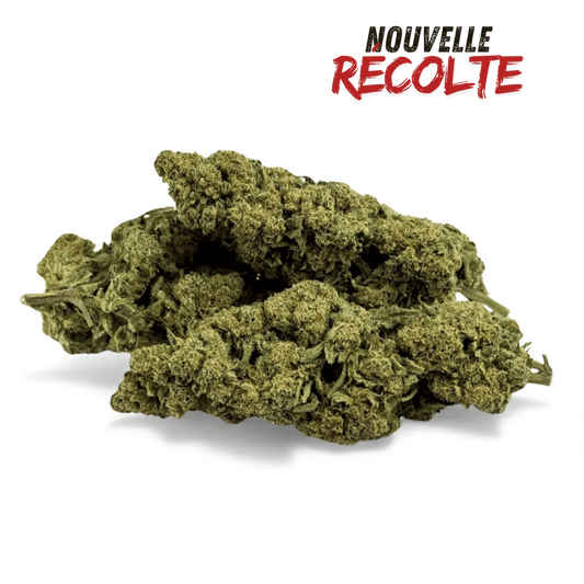 Fleur de CBD Super White Frost Greenhouse – vue principale
