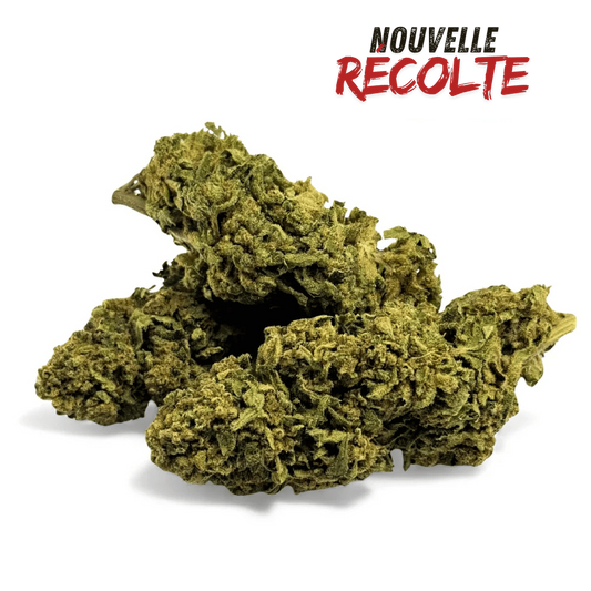 Fleur de CBD Banana Smash Greenhouse – vue principale