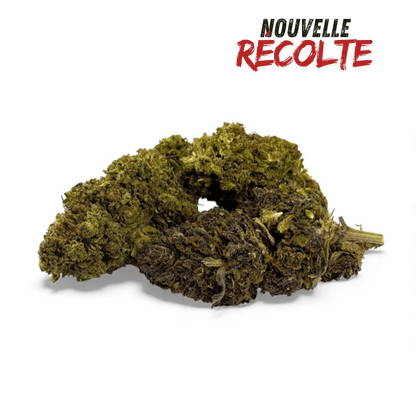 Fleur de CBD Mandarine Haze Greenhouse – vue principale