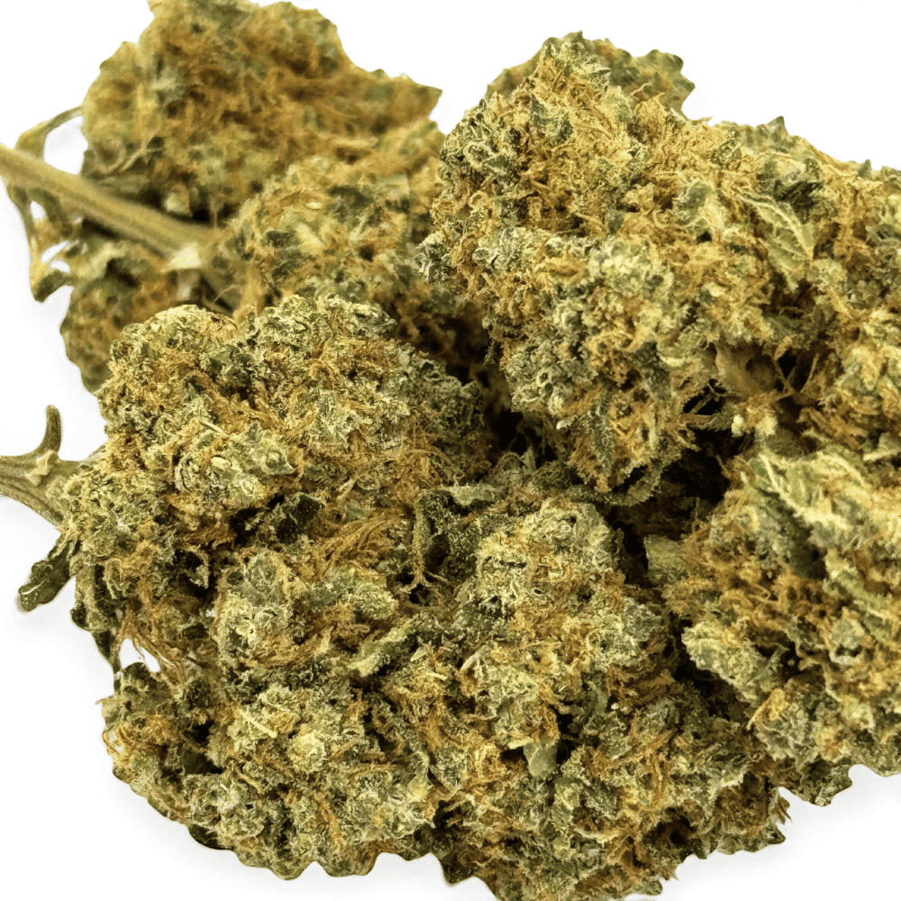 Fleur de CBD Orangello Indoor – détail 4
