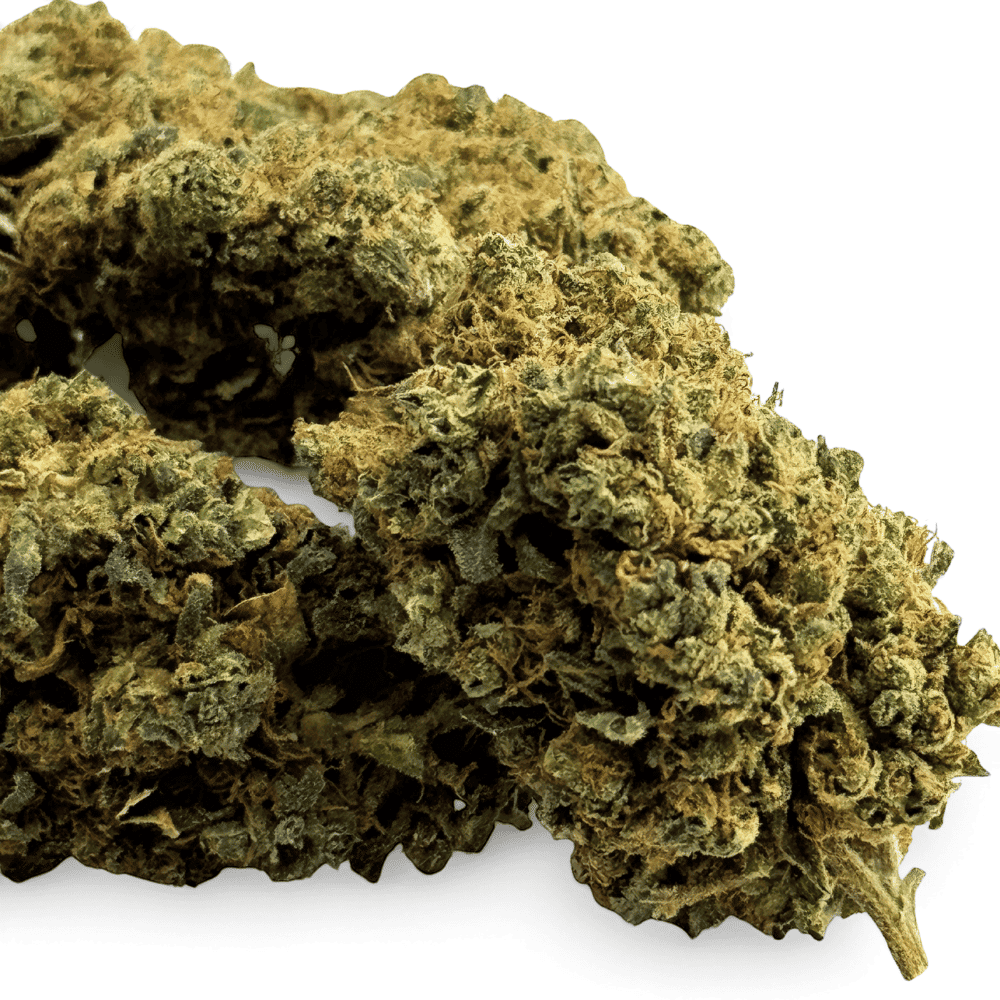 Fleur de CBD Plutonium Indoor – détail 2
